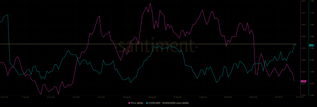 Whale Accumulation Signals a Rebound to 